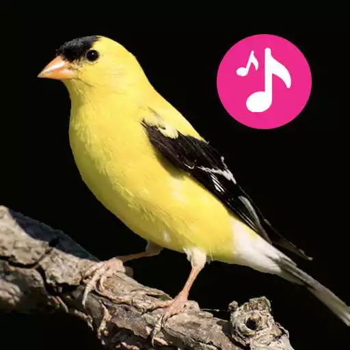 Play Bird Song 2021 - Sounds, Calls & Ringtones APK