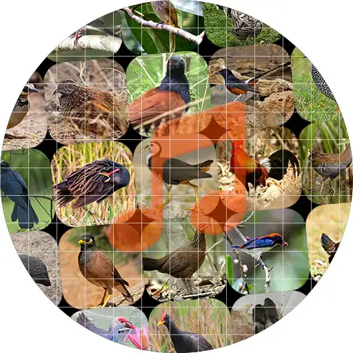 Play Bird Sounds and Calls ~ Sboard.pro APK