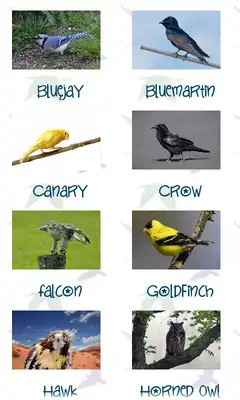 Play Bird Sounds and Pictures