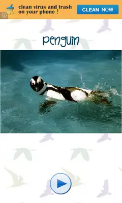 Play Bird Sounds and Pictures