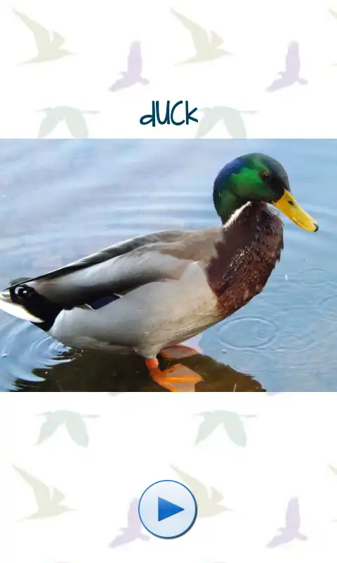 Play Bird Sounds and Pictures
