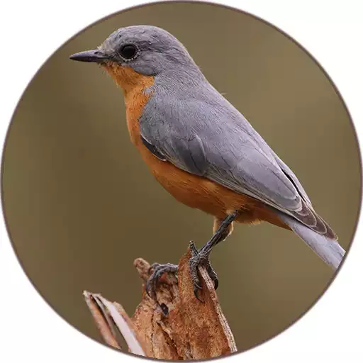 Play Bird Sounds and Ringtones APK Play Bird Sounds and Ringtones APK