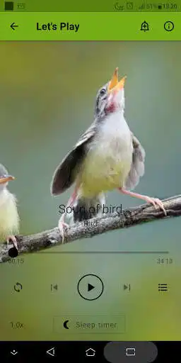 Play Bird sound as an online game Bird sound with UptoPlay