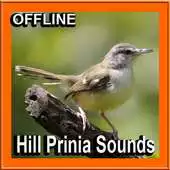Free play online Bird Sounds Hill Prinia APK