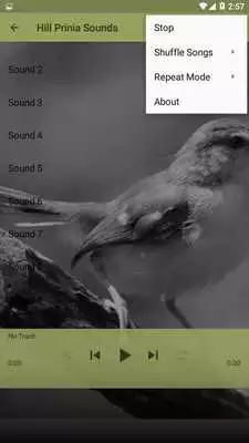 Play Bird Sounds Hill Prinia