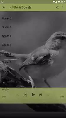 Play Bird Sounds Hill Prinia