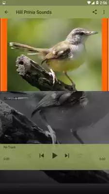 Play Bird Sounds Hill Prinia