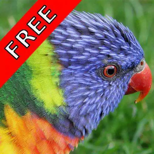 Free play online Bird Sounds Nature Sounds App APK