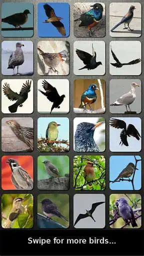 Play Bird Sounds Nature Sounds App
