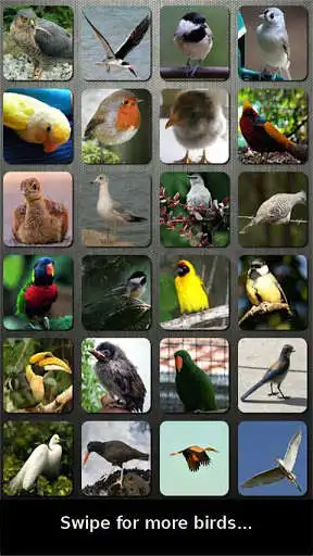 Play Bird Sounds Nature Sounds App
