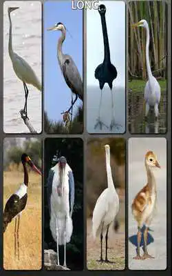 Play Bird Sounds Nature Sounds App