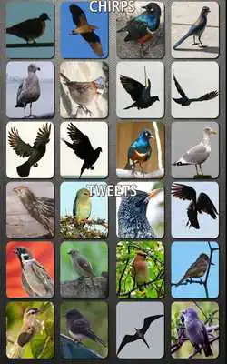 Play Bird Sounds Nature Sounds App