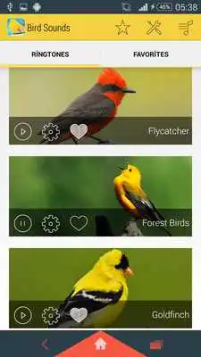 Play Bird sounds