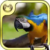 Free play online Bird Species Quiz HD APK Free play online Bird Species Quiz HD APK