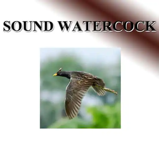 Play Birds percussion birds APK Play Birds percussion birds APK