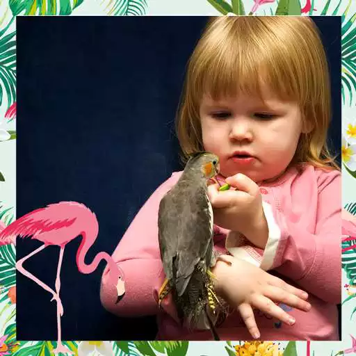 Free play online Birds Photo Collage APK