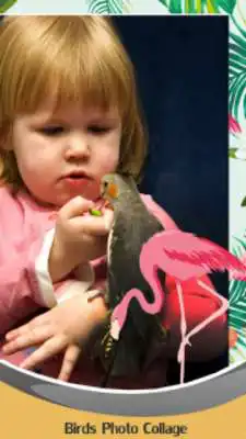 Play Birds Photo Collage