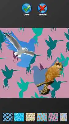 Play Birds Photo Collage