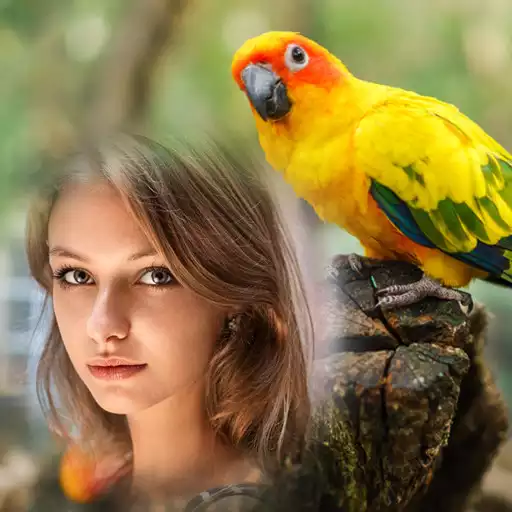 Play Birds Photo Frames