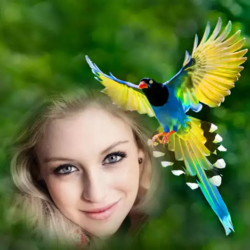 Play Birds Photo Frames