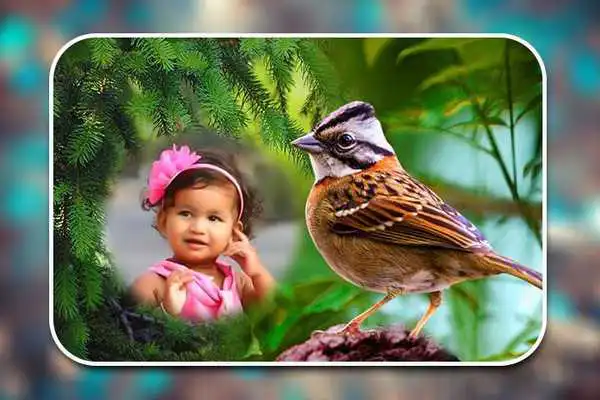Play Birds Photo Frames