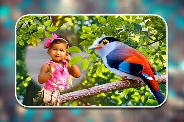 Play Birds Photo Frames