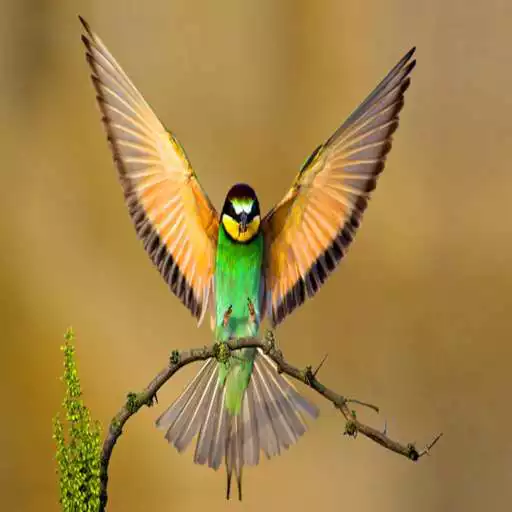 Play Birds Pictures APK
