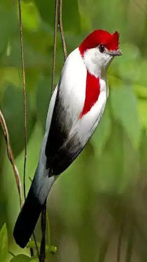 Play Birds Pictures  and enjoy Birds Pictures with UptoPlay