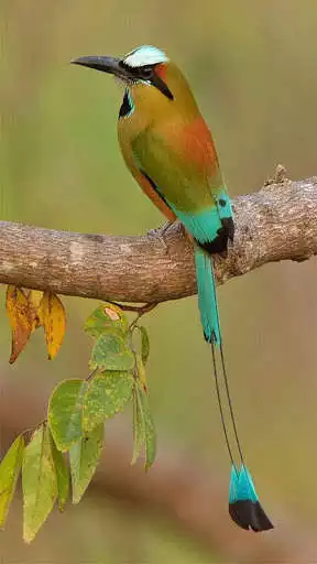 Play Birds Pictures as an online game Birds Pictures with UptoPlay