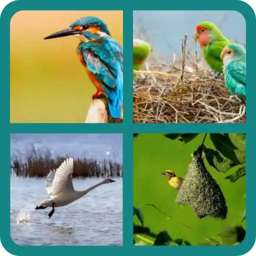 Play Birds: Quiz APK Play Birds: Quiz APK