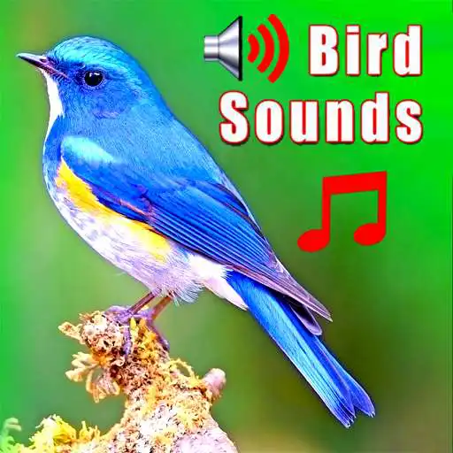 Play Birds Ringtones & Sounds APK