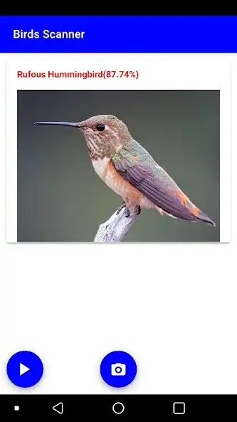 Play Birds Scanner as an online game Birds Scanner with UptoPlay