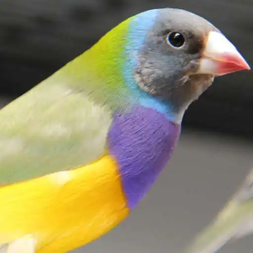 Play Birds Singing APK Play Birds Singing APK