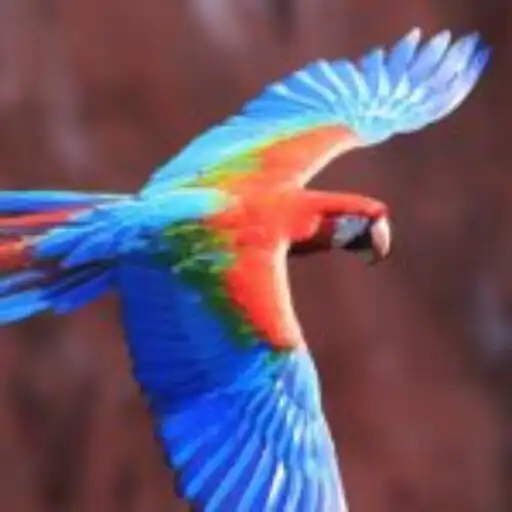 Play birds singing sound ringtone APK Play birds singing sound ringtone APK