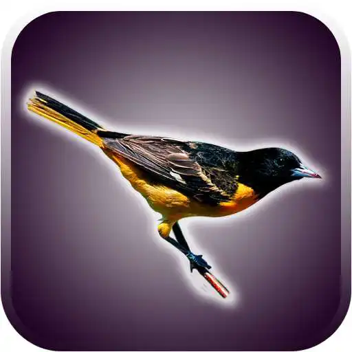 Play Birds Sounds and Wallpapers APK
