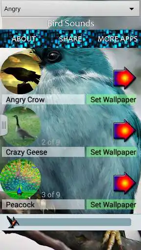 Play Birds Sounds and Wallpapers as an online game Birds Sounds and Wallpapers with UptoPlay