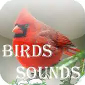 Free play online Birds Sounds - Feel The Nature APK