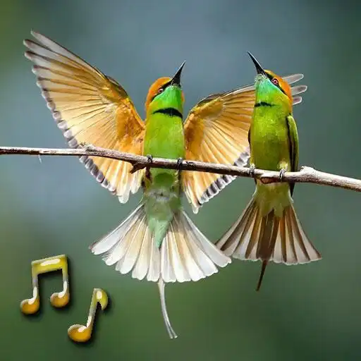 Play Birds Sounds APK Play Birds Sounds APK