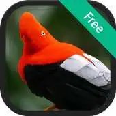Free play online Birds Sounds of Peru APK