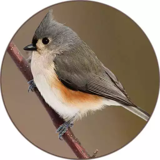 Play Birds Sounds Relax and Ringtones APK Play Birds Sounds Relax and Ringtones APK