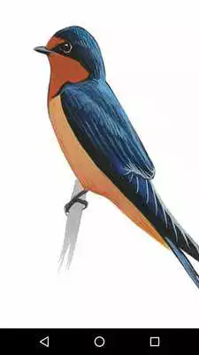 Play Birds sounds Ringtones