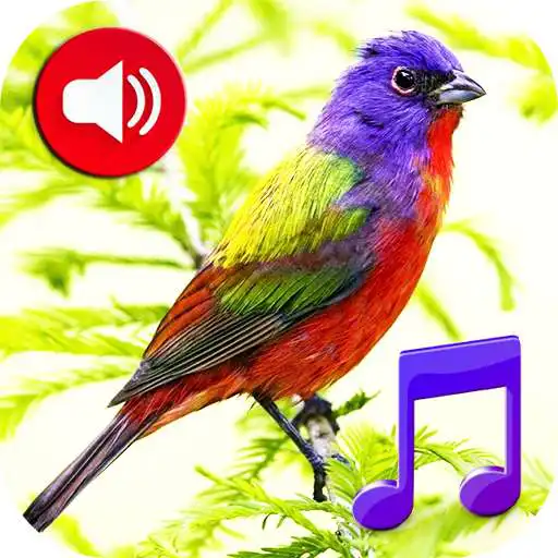 Free play online Birds Sounds Ringtones  Wallpapers APK