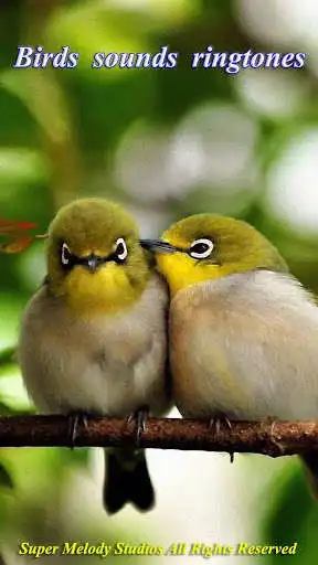 Play Birds Sounds Ringtones  Wallpapers