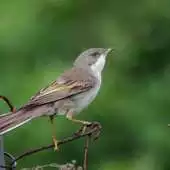 Free play online Birds Themes APK