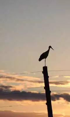 Play Birds Themes Play Birds Themes