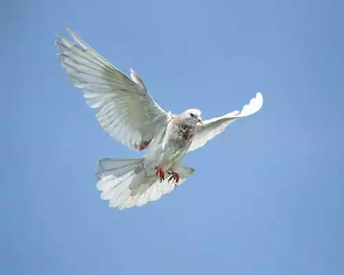 Play Birds Themes Play Birds Themes