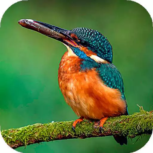 Play Birds Wallpaper HD : backgrounds & themes APK Play Birds Wallpaper HD : backgrounds & themes APK