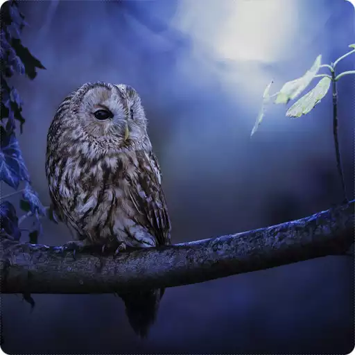 Play Birds Wallpaper HD APK Play Birds Wallpaper HD APK