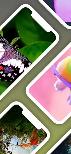 Play Birds Wallpaper latest 2023 HD  and enjoy Birds Wallpaper latest 2023 HD with UptoPlay