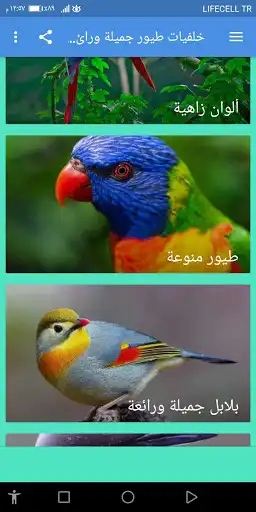 Play Birds wallpapers 2021 without Net  and enjoy Birds wallpapers 2021 without Net with UptoPlay